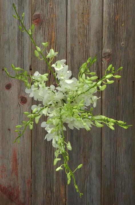 WHITE DENDROBIUM ORCHID